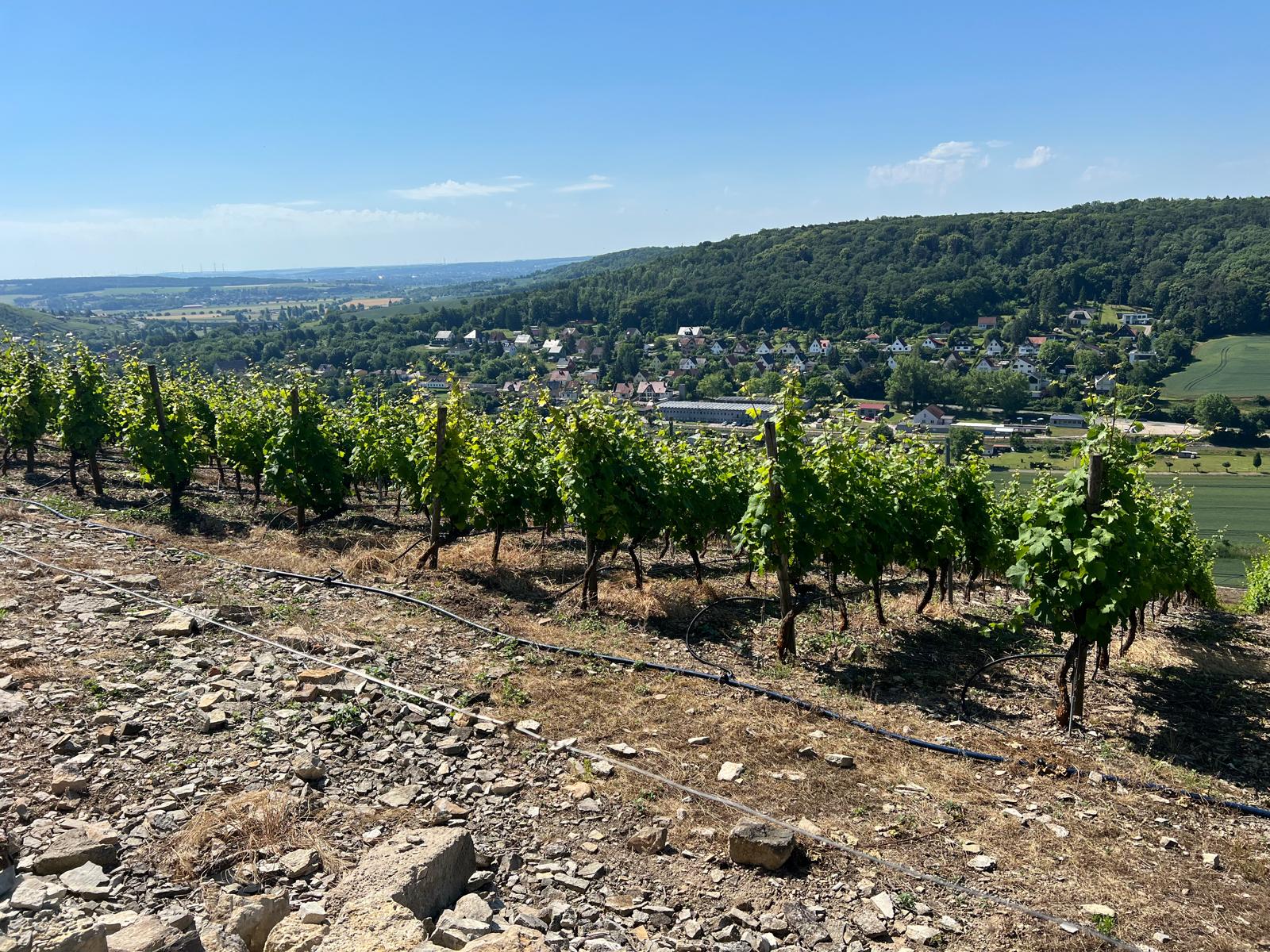 Vom Klimakoffer zum Weinberg: Wie eine 10. Klasse dem Klimawandel beim Winzern über die Schulter schaute